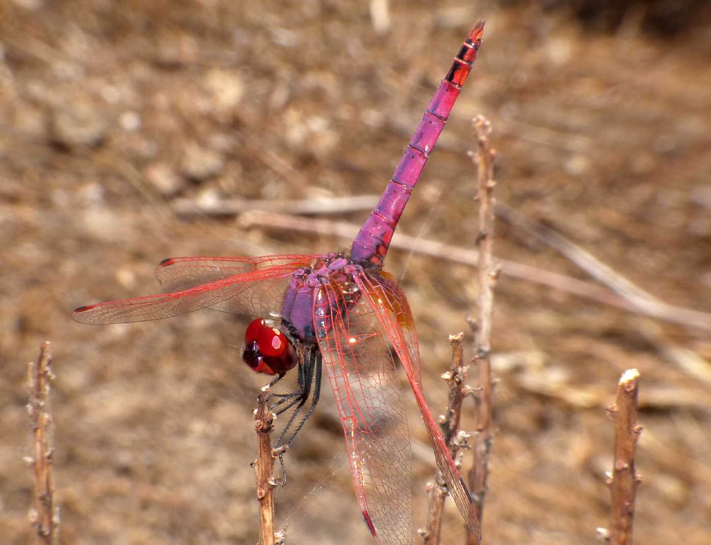 Trithemis annulata